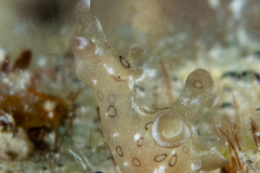 Sea Hare - Aplysia argus Juvenile?
