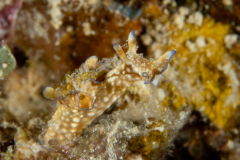 Sea Hare - Aplysia nigrocincta