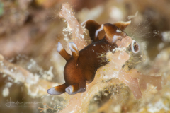 Sea Hare - Aplysia nigrocincta -Juvenile