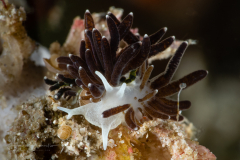 Tenellia melanobrachia