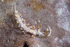 Tenellia sp.
