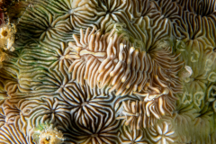 Tenellia sp. 83 in NSSI 2nd Edition