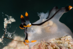 Thecacera picta