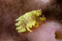Tiny Gall Crab - Cryptochiridae