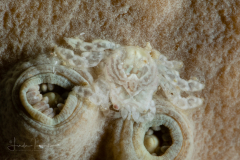 Tiny Gall Crab - Cryptochiridae