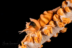 Zanzibar Whip Coral Shrimp - Dasycaris zanzibarica
