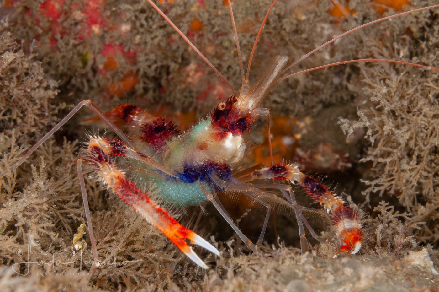 Banded Coral Shrimp - Stenopus hispidus - With Eggs