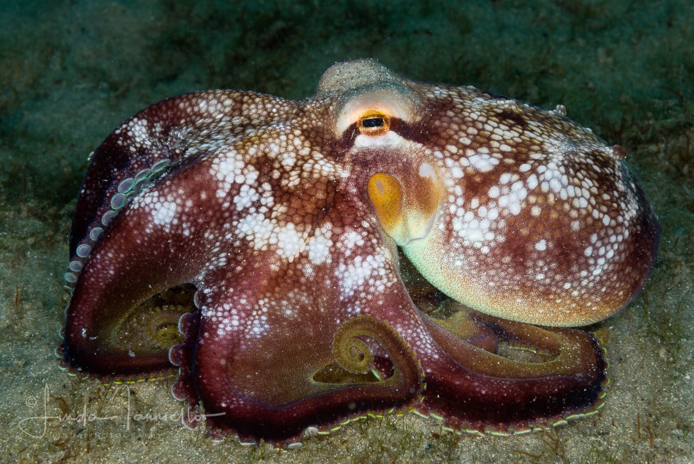 Brownstripe Octopus - Octopus burryi