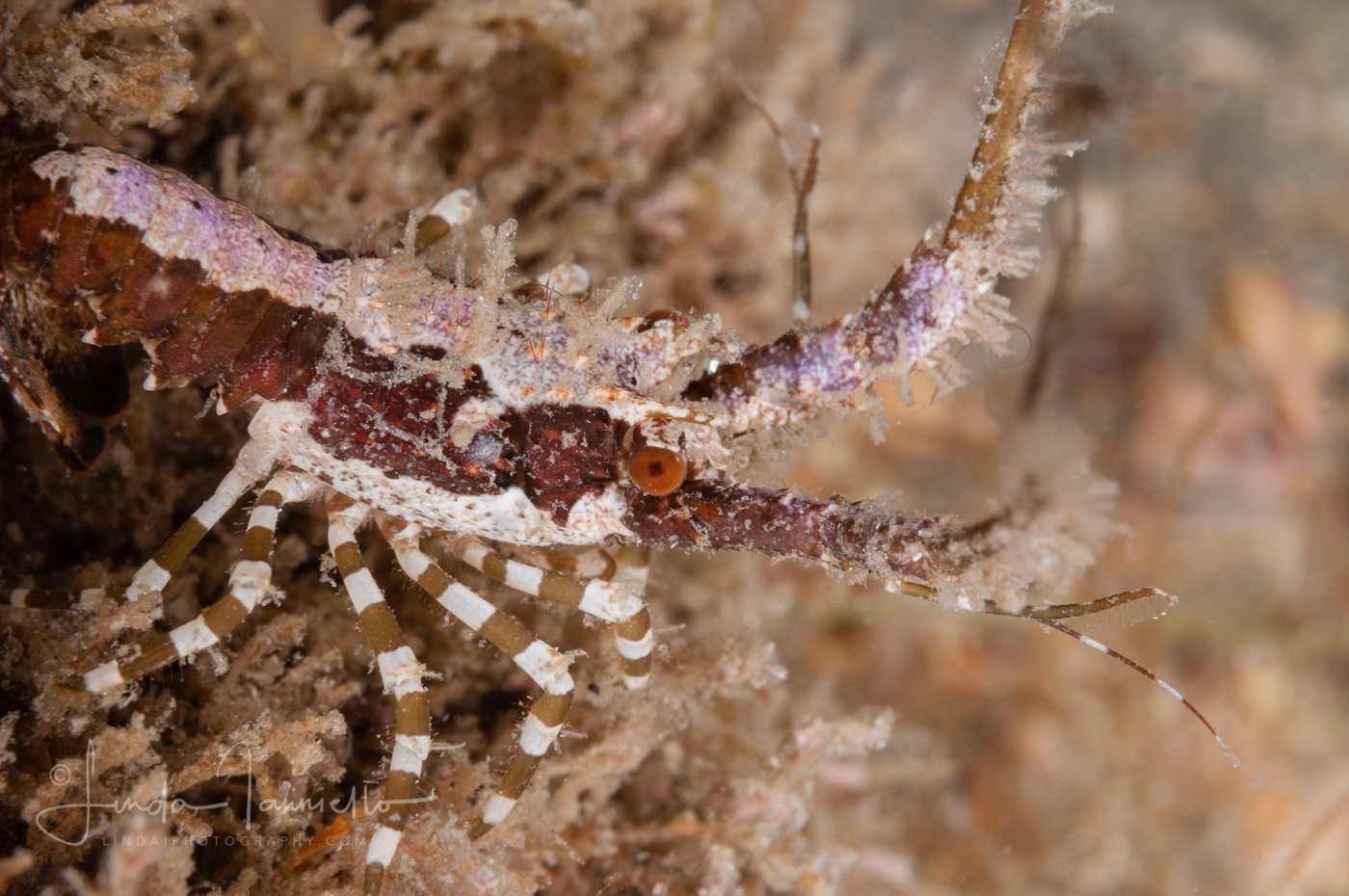 Caribbean Spiny Lobster - Panulirus argus - Juvenile