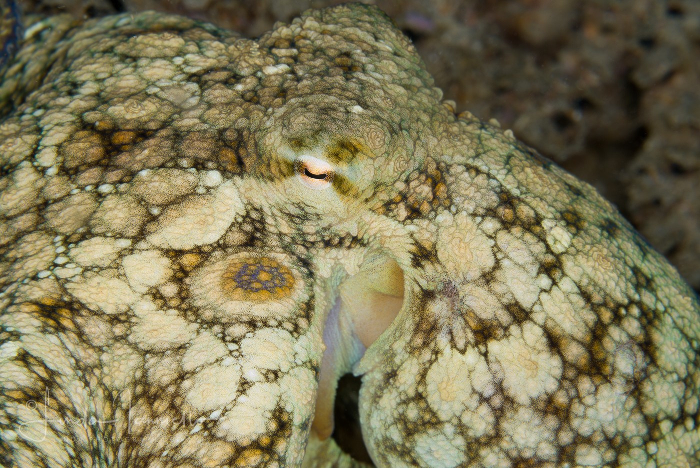 Octopus filosusi