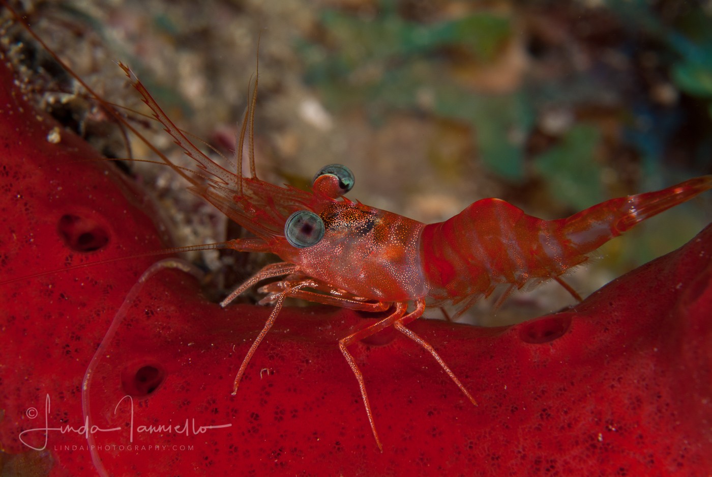 Red Night Shrimp - Cinetorhynehus manningi