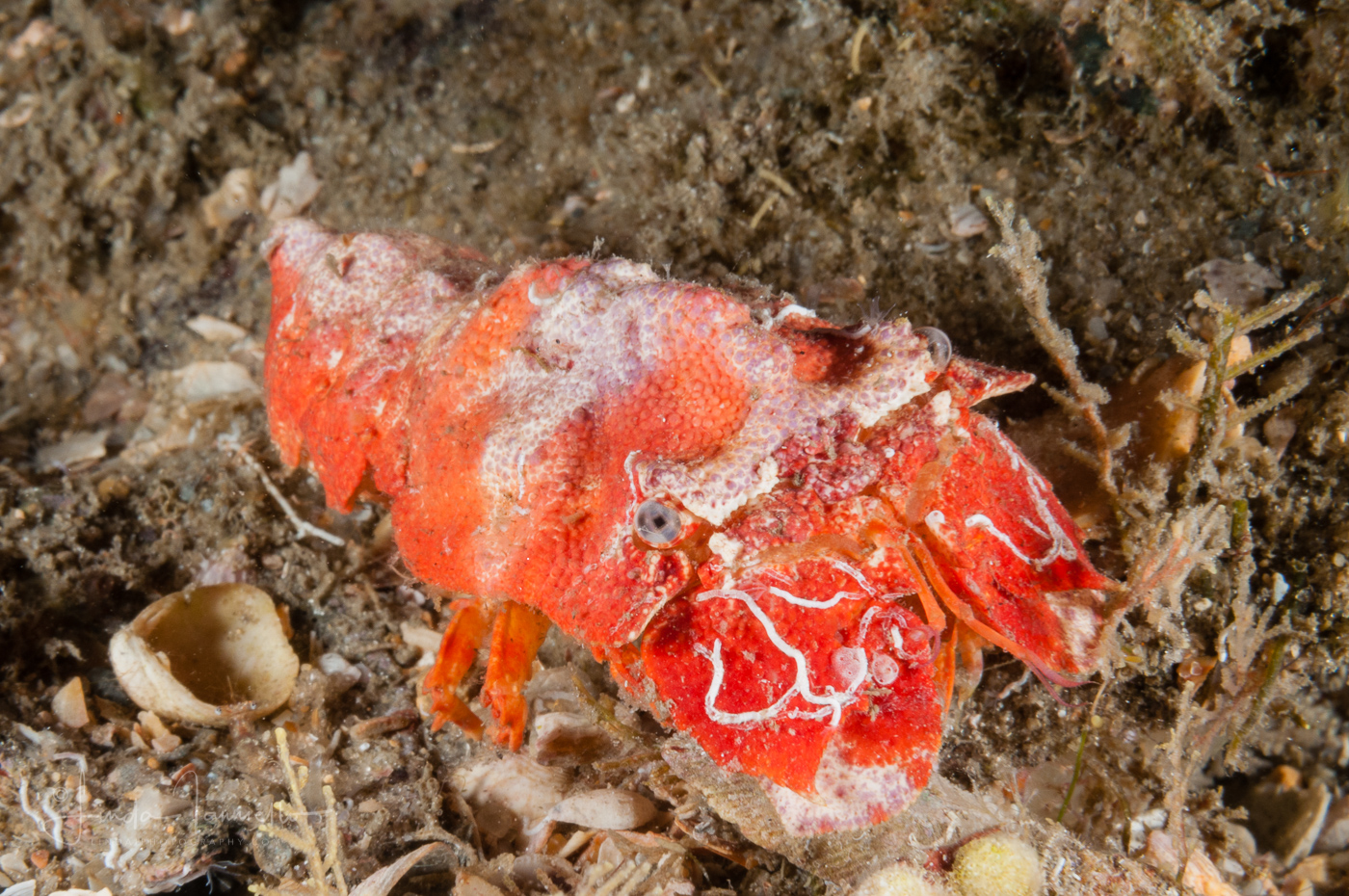 Ridged Slipper Lobster - Scyllarides nodifer - Immature