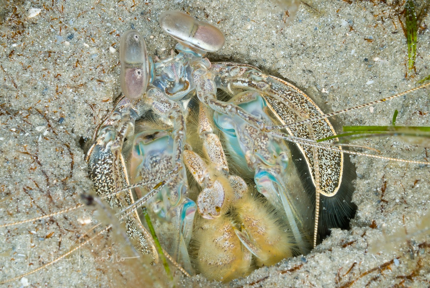 Scaly-tailed Mantis Shrimp - Lysiosquilla scabricauda (unusual blue color)