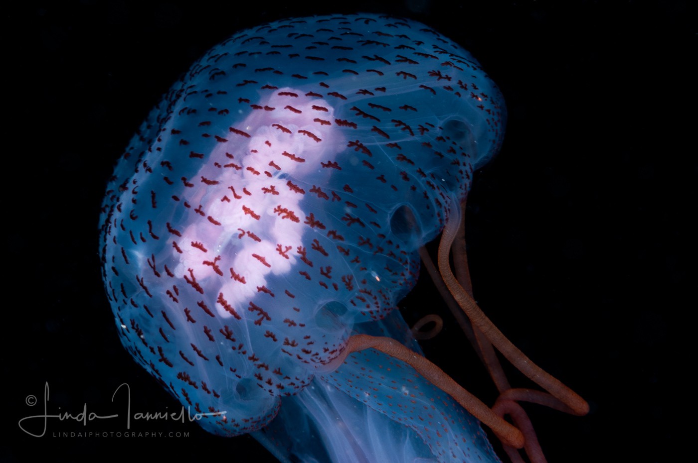 Warty Jellyfish - Pelagia noctiluca