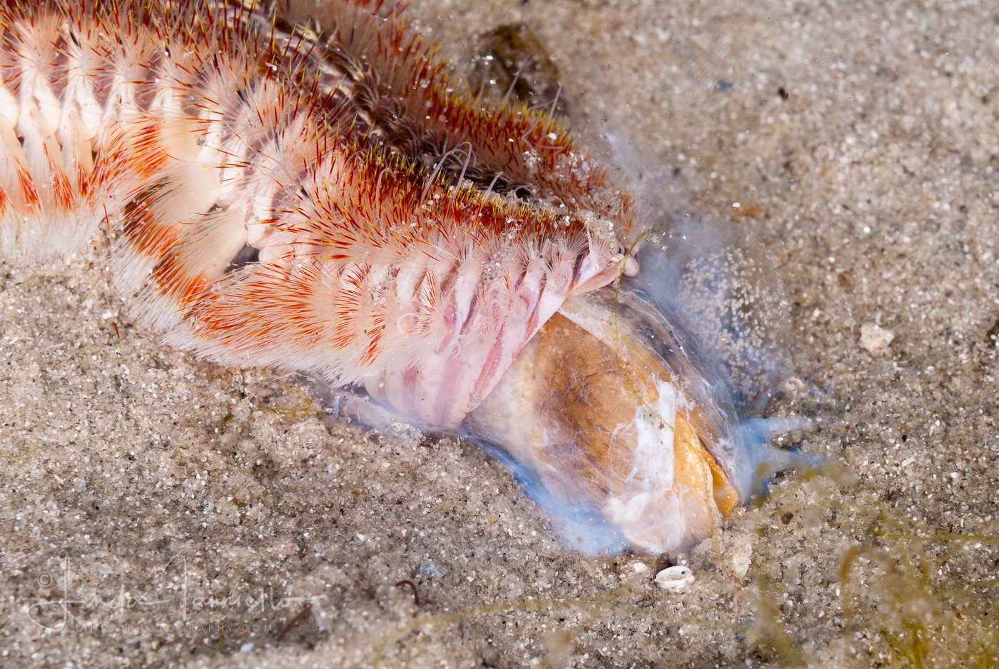 White-spotted Fireworm - Chloeia sp. - Attacking a Bulla Mollusk