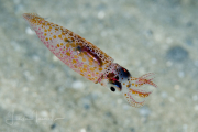 Arrow Squid - Doryteuthis pleii Arrow Squid - Doryteuthis pleii