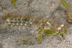 Alima neptuni