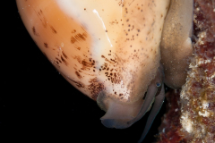 Atlantic Gray Cowrie - Cypraea cinerea