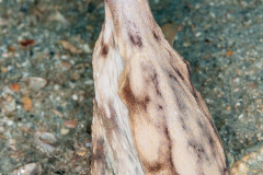 Atlantic Longarm Octopus - Macrotritopus defilippi