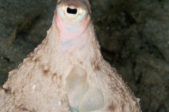 Atlantic Longarm Octopus - Macrotritopus defilippi