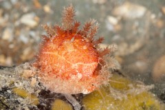 Atlantic Yellow Cowrie - Cypraea spurca acicularis or Erosaria acicularis