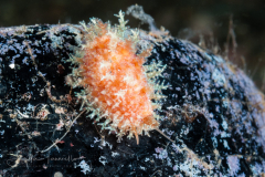 Atlantic Yellow Cowrie - Erosaria acicularis (Gmelin, 1791)