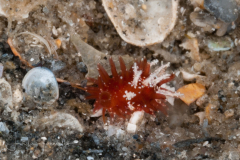 Atlantic Yellow Cowrie - Erosaria acicularis- Juvenile