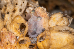 Baby Octopus