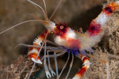 Banded Coral Shrimp - Stenopus hispidus
