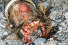 Bareye Hermit Crab - Dardanus fucosus