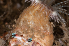 Bareye Hermit Crab - Dardanus fucosus