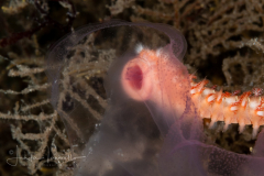 Bearded Fireworm - Hemodice carunculata - Eating a Jellyfish