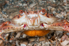 Blue Crab - Callinectes sapidus - With Eggs