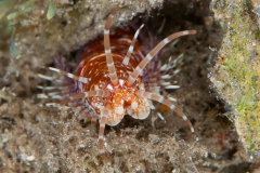 Caribbean Giant Eunice - Eunice sp.