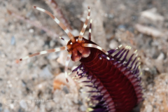 Worm - Eunice violaceomaculata ?