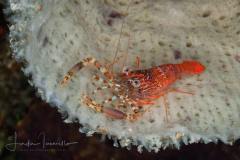 Brachycarpus biunguiculatus (Palaemonidae)