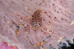 Brachycarpus biunguiculatus (Palaemonidae)