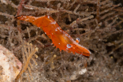 Brown Grass Shrimp - Leander tenuicomis