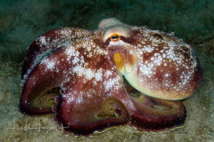 Brownstripe Octopus - Octopus burryi