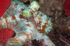 Caribbean Reef Octopus - Octopus briareus