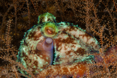 Caribbean Reef Octopus - Octopus briareus