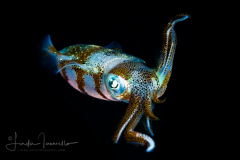 Caribbean Reef Squid - Sepioteuthis sepioidea