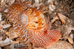 Colorful Moonsnail - Naticarius canrena (Linnaeus, 1758)