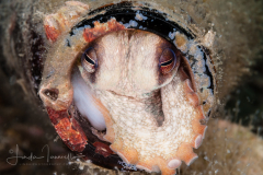 Common Octopus - Octopus vulgaris - In a Bottle