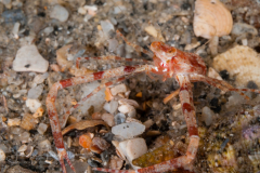 Common Squat Lobster - Munida Pusilla