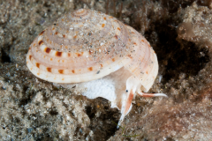 Common Sundial - Architechonica nobilis