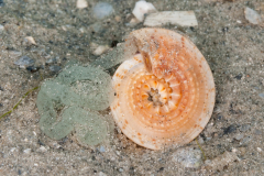 Common Sundial - Architechonica nobilis - Lying Eggs