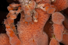 Decorator Crab