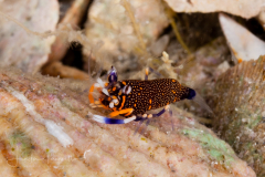 Elegant Bumblebee Shrimp - Gnathophyllum elegans