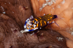 Elegant Bumblebee Shrimp - Gnathophyllum elegans